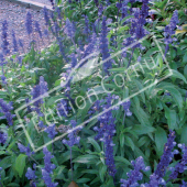 Salvia farinacea