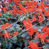 Salvia splendens