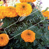 Tagetes erecta