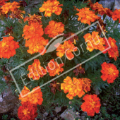 Tagetes patula