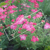 Achillea millefolium