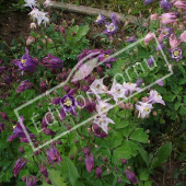 Aquilegia x