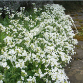 Arabis caucasica