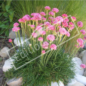 Armeria maritima