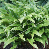 Asplenium scolopendrium