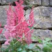 Astilbe x arendsii