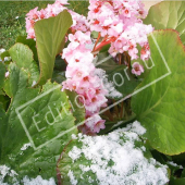 Bergenia cordifolia