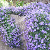 Campanula portenschlagiana