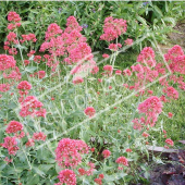 Centranthus ruber