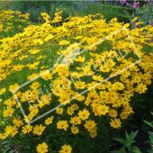 Coreopsis grandiflora