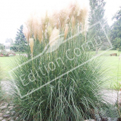 Cortaderia selloana