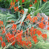 Crocosmia x