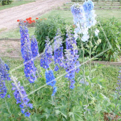 Delphinium grandiflorum