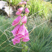 Digitalis purpurea