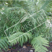 Dryopteris filix mas