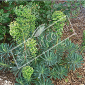 Euphorbia characias