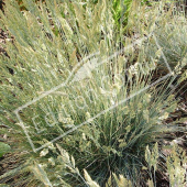 Festuca glauca