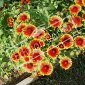 Gaillardia x grandiflora