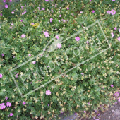 Geranium endressii