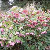 Helleborus orientalis