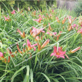 Hemerocallis x hybrida