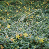 Hypericum calycinum