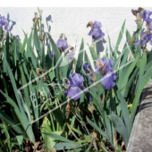 Iris germanica