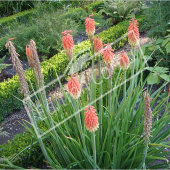 Kniphofia uvaria