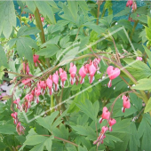 Lamprocapnos spectabilis