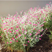 Lychnis coronaria