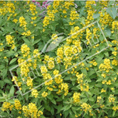 Lysimachia punctata