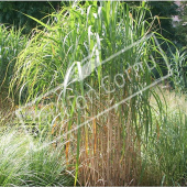 Miscanthus sinensis