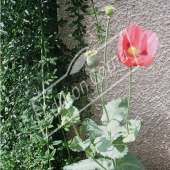 Papaver orientale