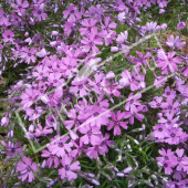 Phlox subulata