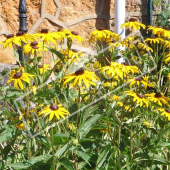 Rudbeckia fulgida