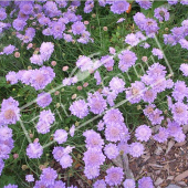 Scabiosa caucasica