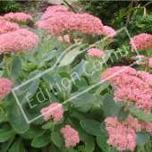 Sedum spectabile