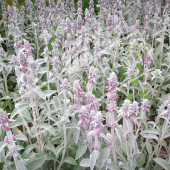 Stachys byzantina