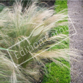 Stipa tenuifolia