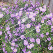 Symphyotrichum novae-angliae