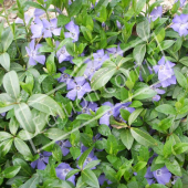 Vinca major