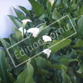 Zantedeschia aethiopica