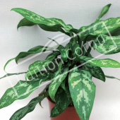 Aglaonema commutatum