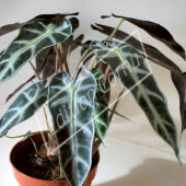 Alocasia amazonica