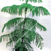 Araucaria excelsa