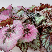 Begonia rex