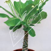 Brighamia insignis ‘Kirsten’