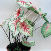 Caladium bicolor