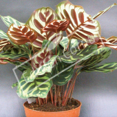 Calathea mackoyana