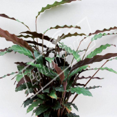 Calathea rufibarba